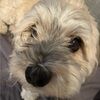 rockys_doghouse